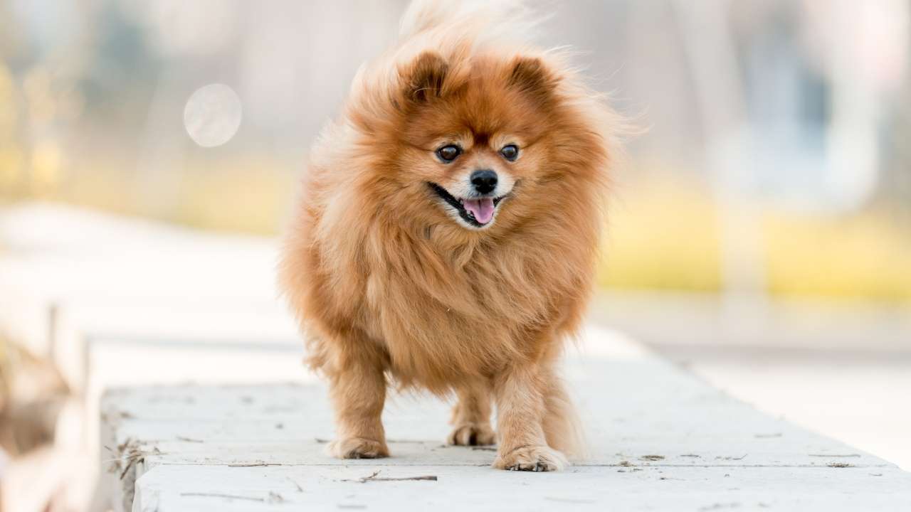 Pomeranian