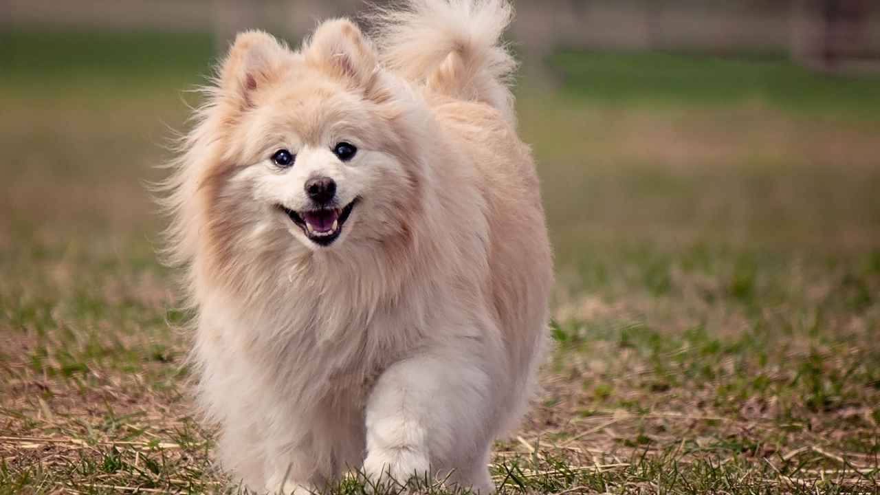 Pomeranian