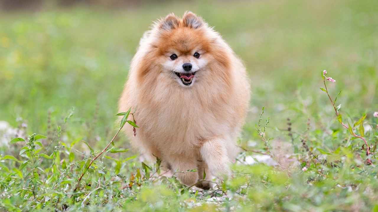 Pomeranian