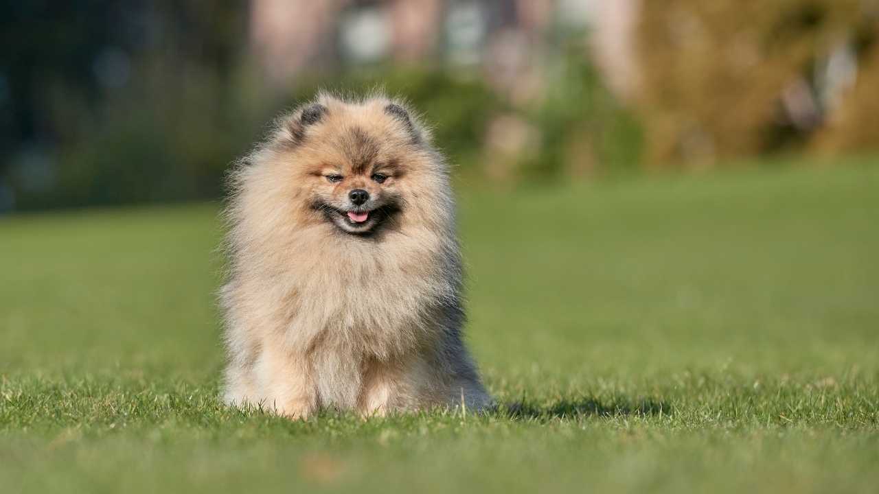 Pomeranian