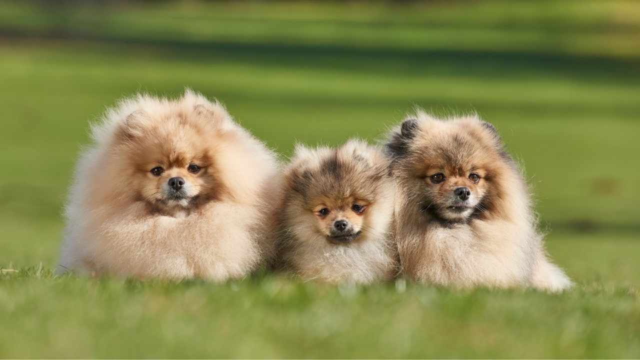 Pomeranian