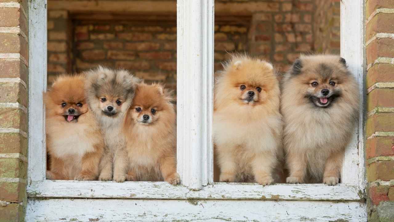 Pomeranian