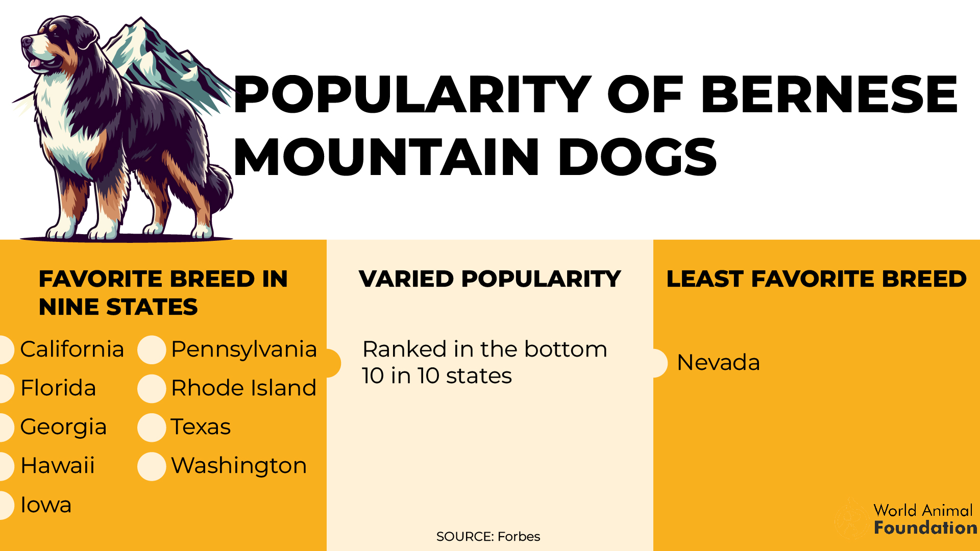 Popularity of Bernese Mountain Dogs-01