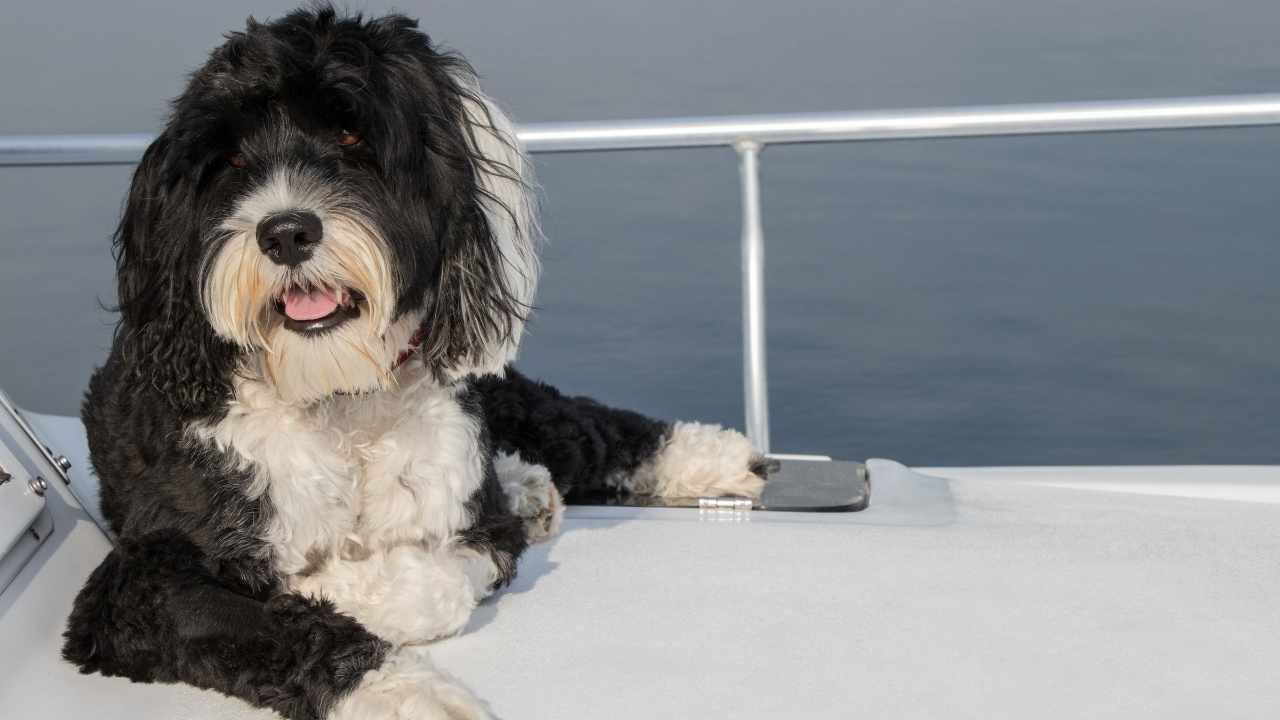 Portuguese Water Dog