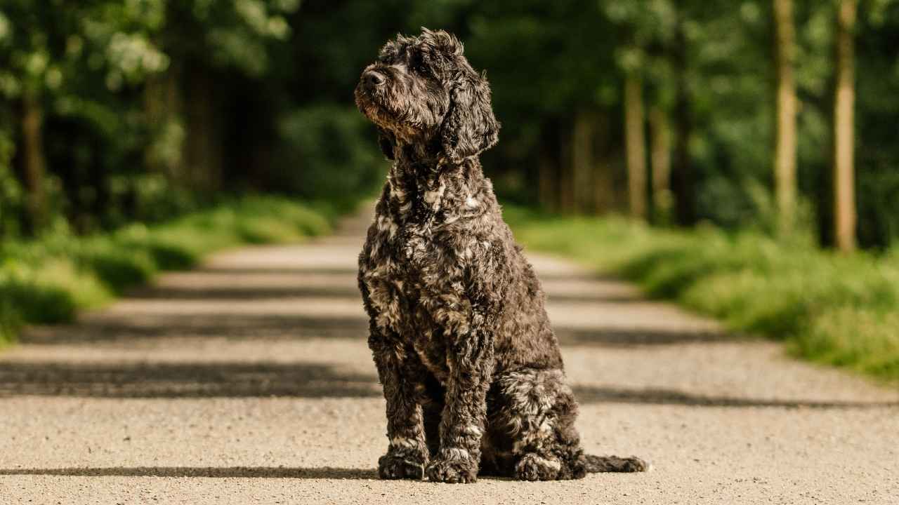 Portuguese Water Dog