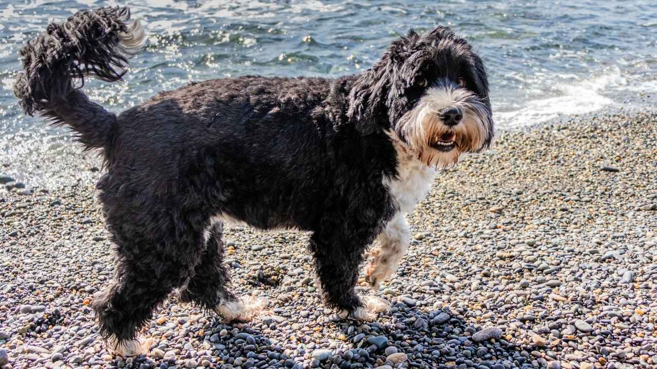 Portuguese Water Dog