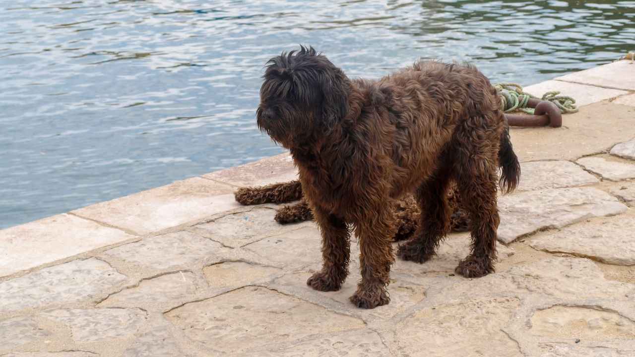 Portuguese Water Dog