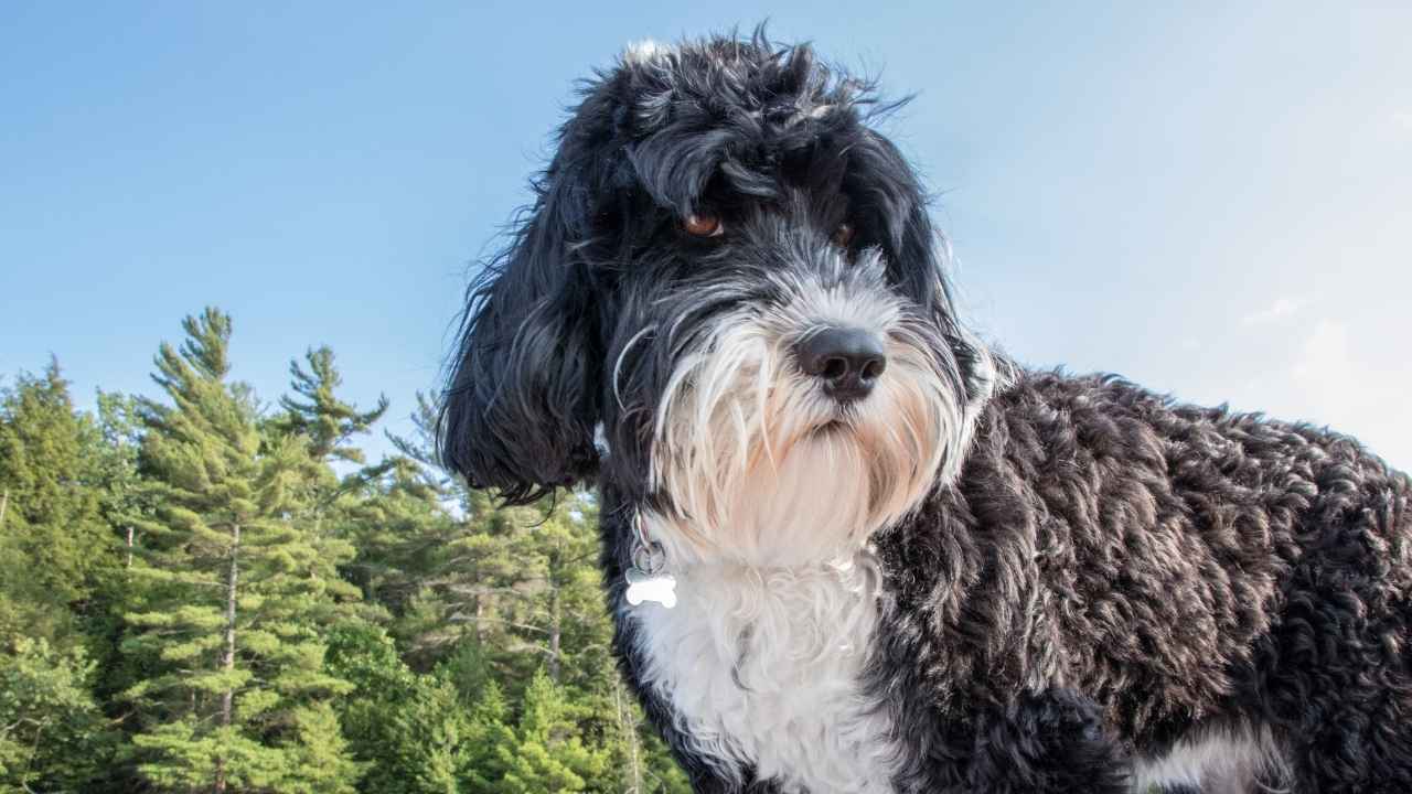 Portuguese Water Dog