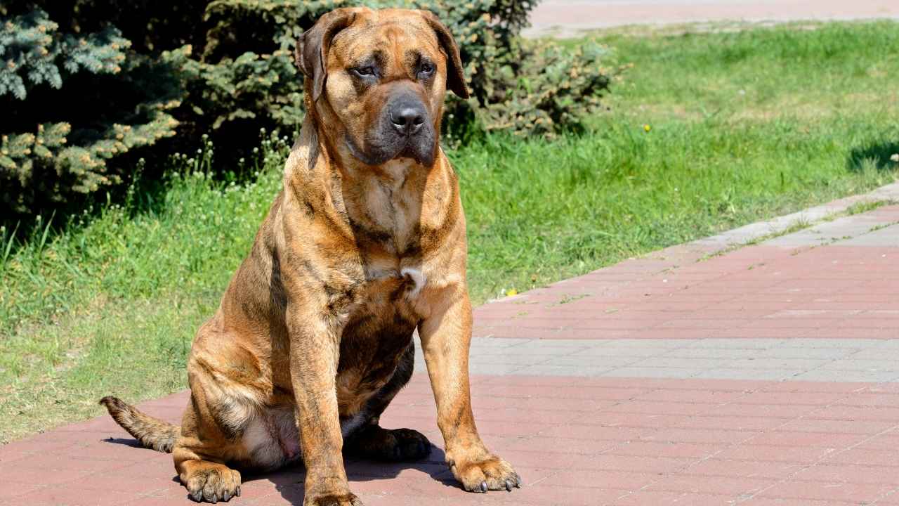 Presa Canario