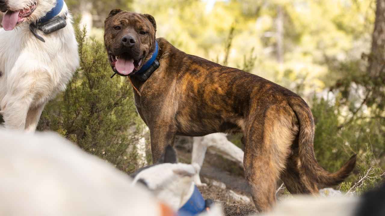 Presa Canario