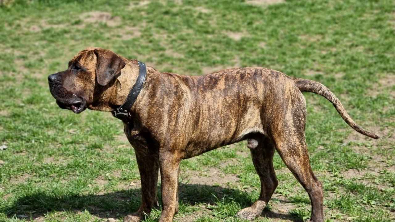 Presa Canario