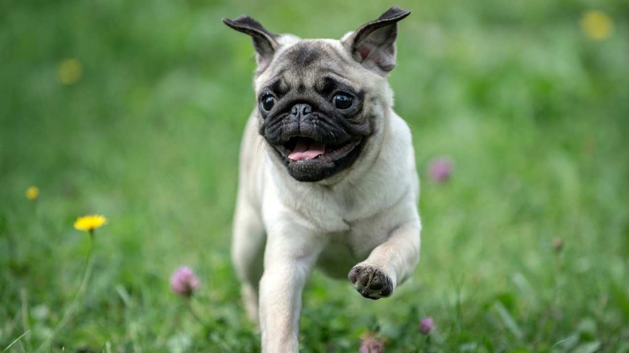 Pug