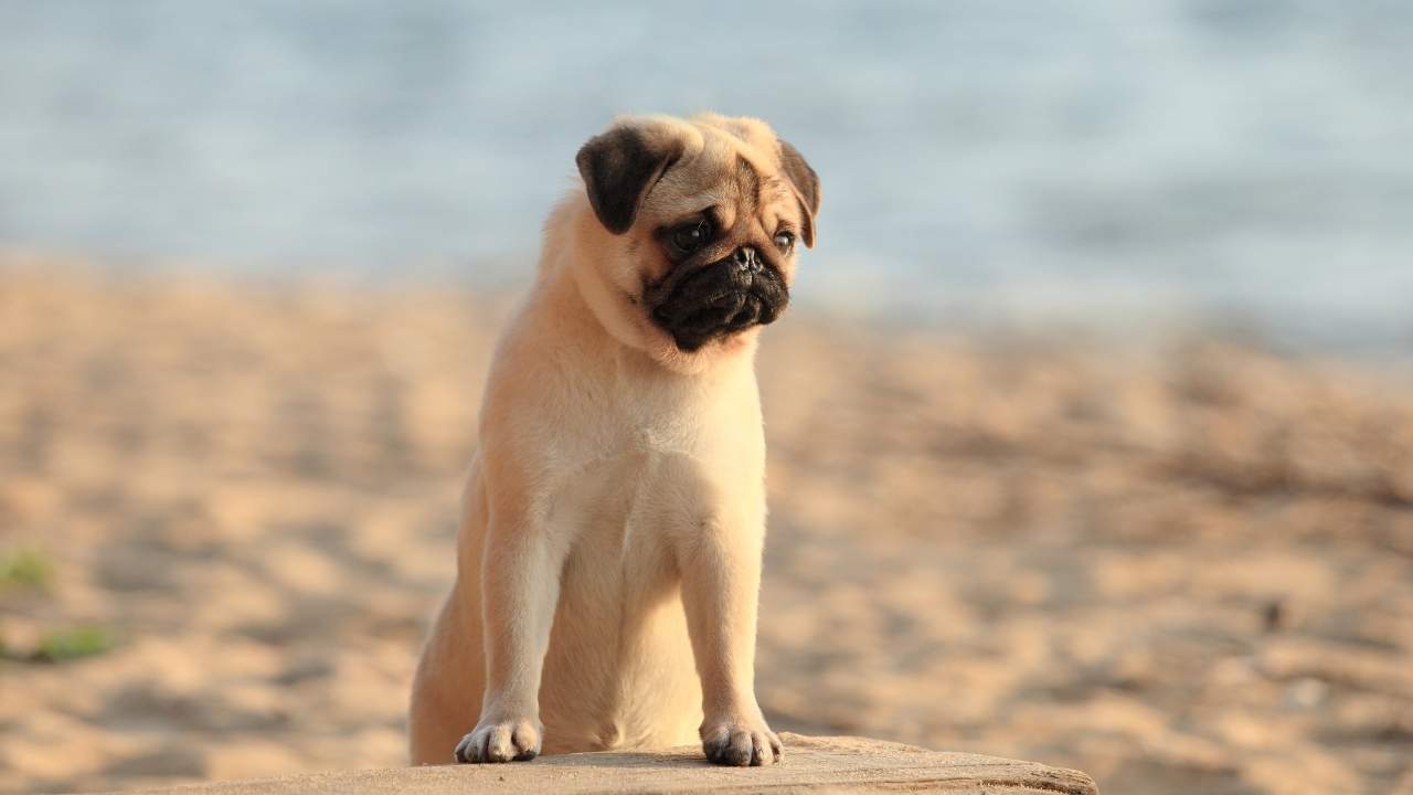 Pug