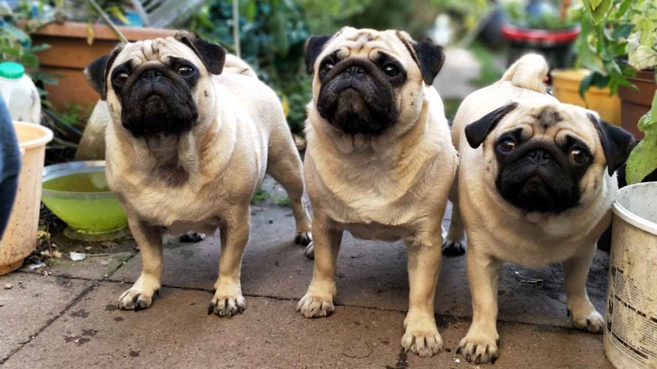 Pug