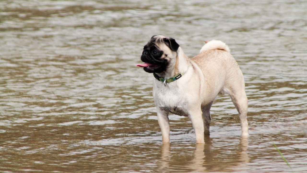 Pug