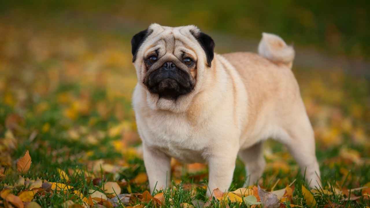 Pug