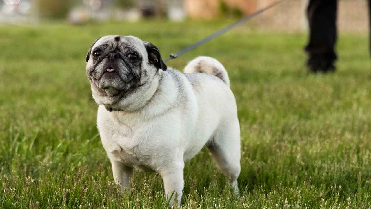 Pug