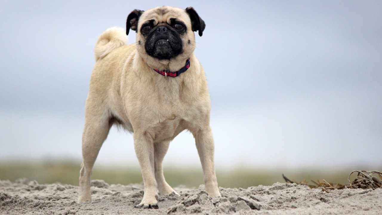 Pug