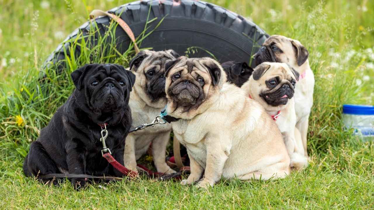 Pug