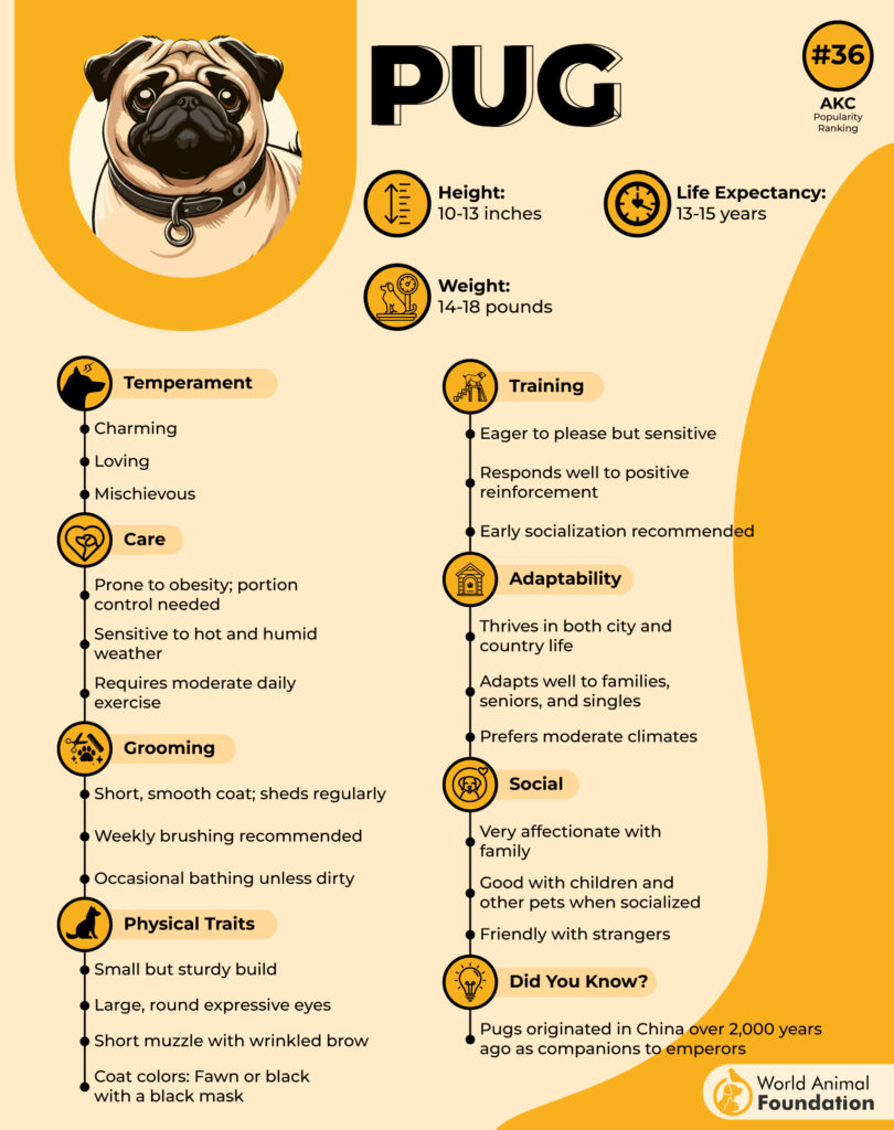 Pug Breed Profile 01