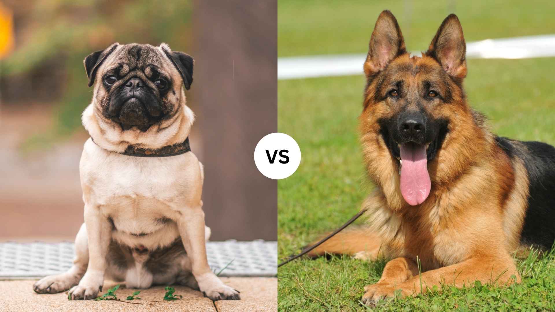 Pug vs. German Shepherd