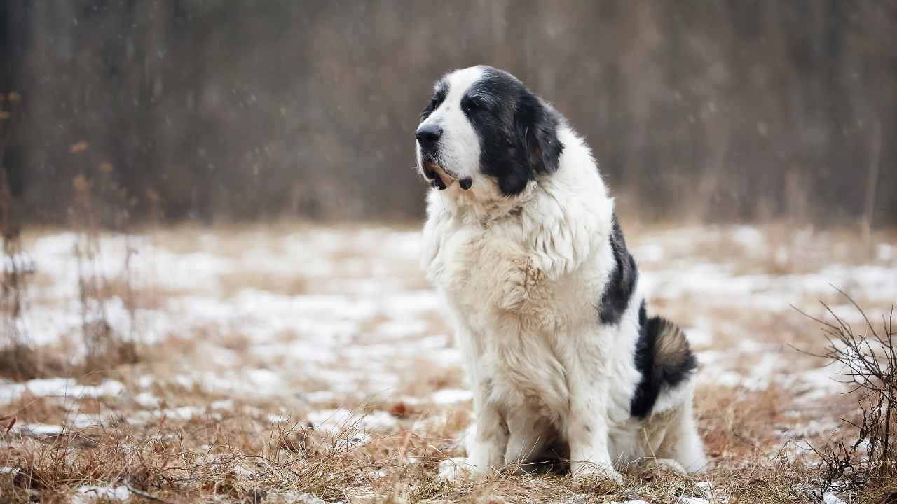 Pyrenean Mastiff