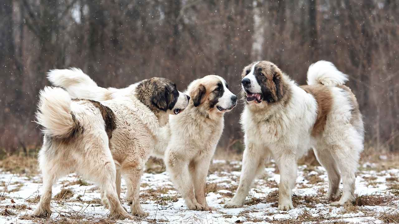 Pyrenean Mastiff