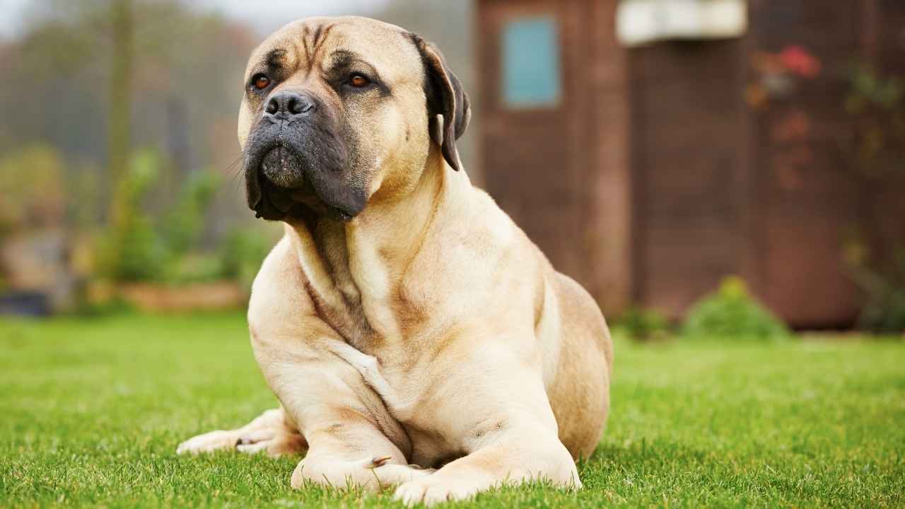 Quiet Guard Dog Breeds for Subtle Home Security