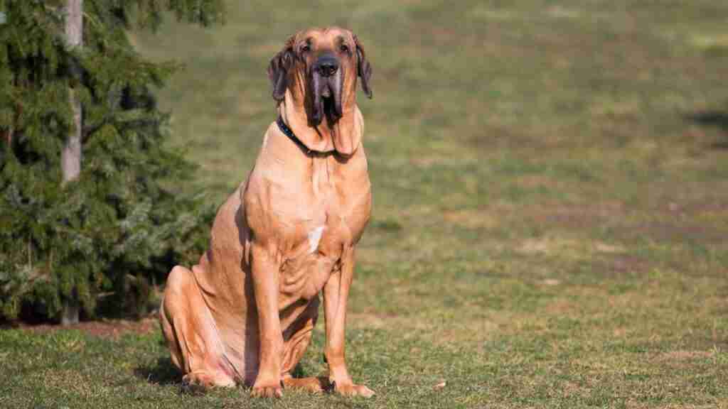 7 Rare Big Dog Breeds You’ve Probably Never Heard Of EN Pet YOLO