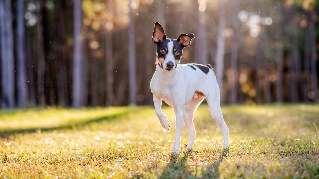 Rat Terrier