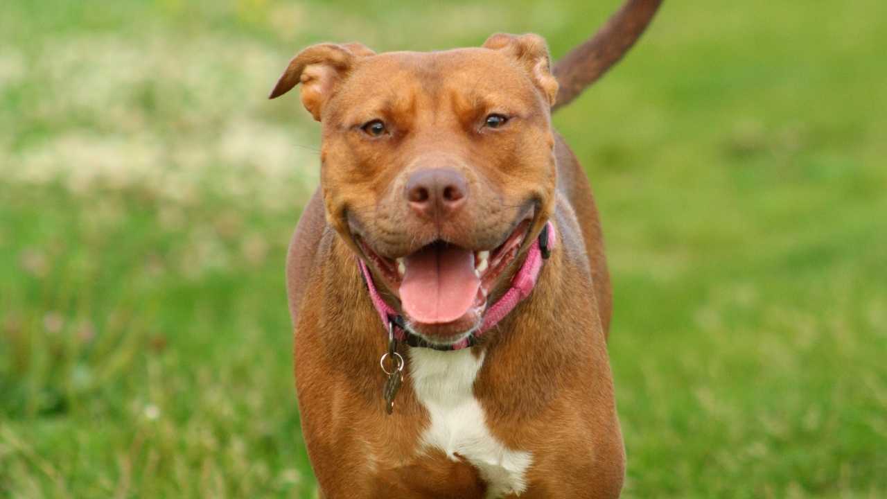 Red Nose Pitbull Terrier