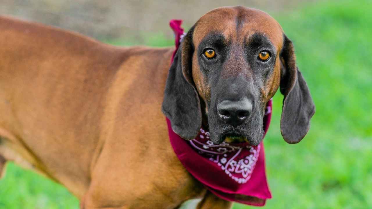 Redbone Coonhound