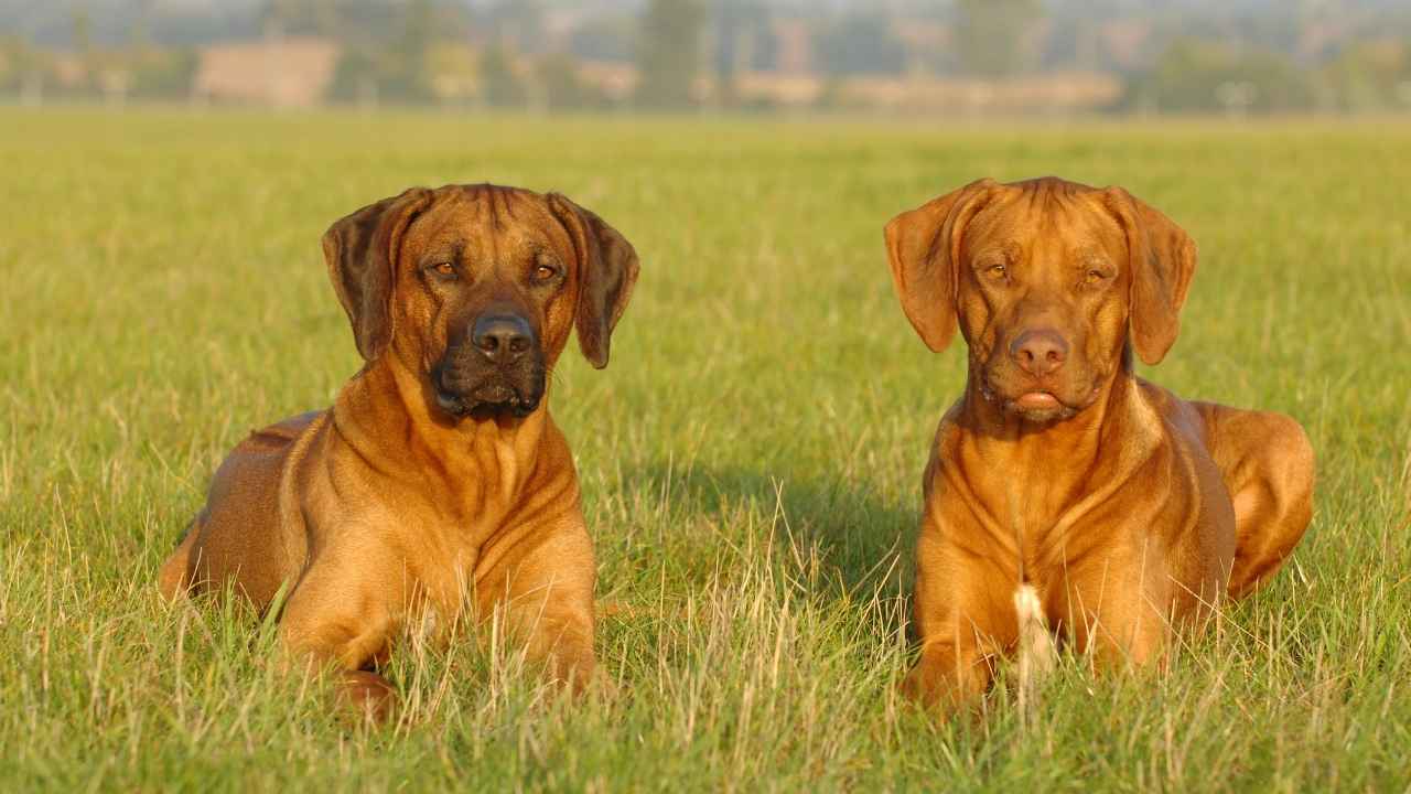 Rhodesian Ridgeback