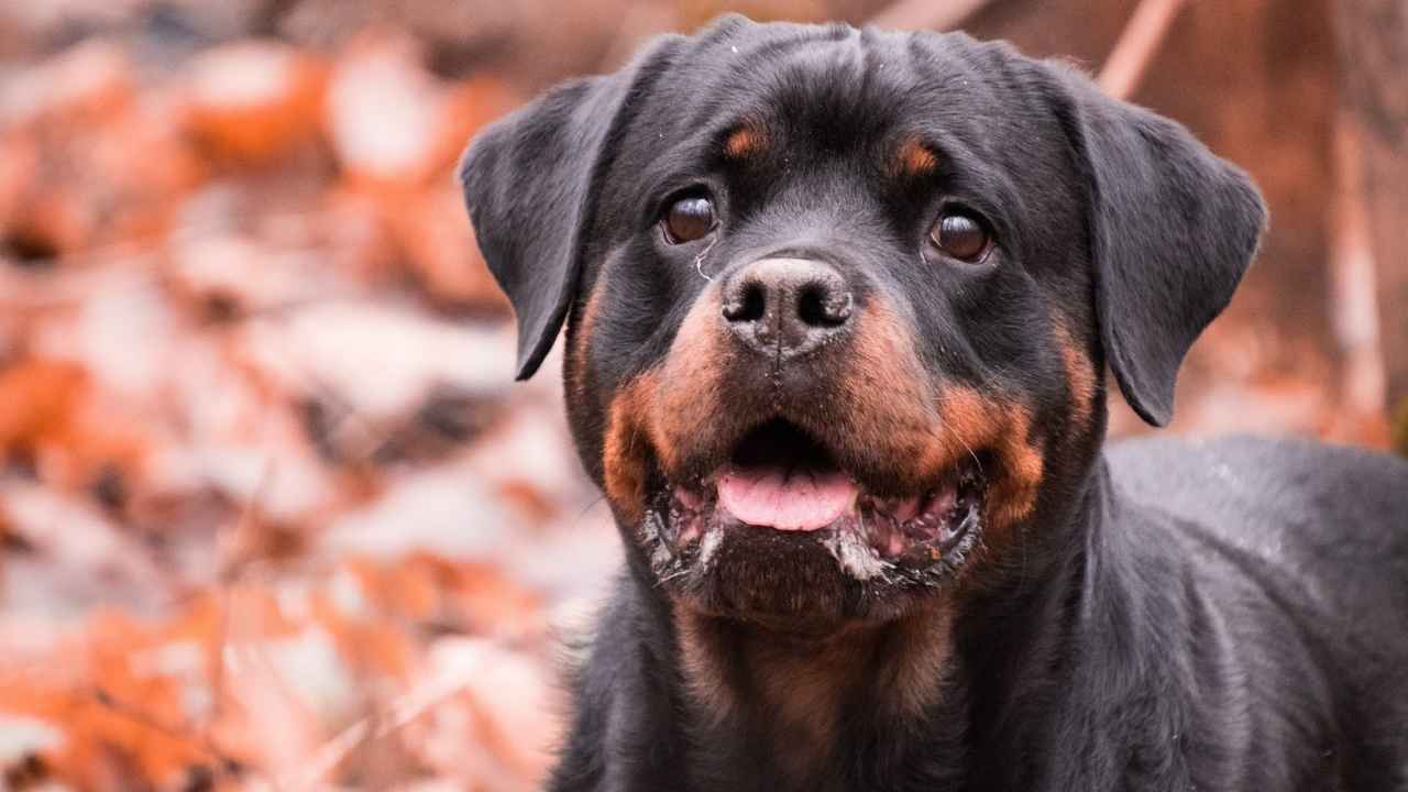 Rottweiler