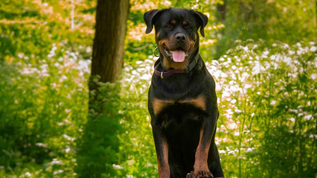 Rottweiler