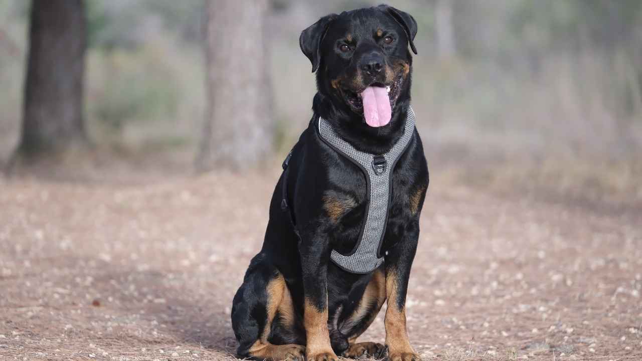 Rottweiler