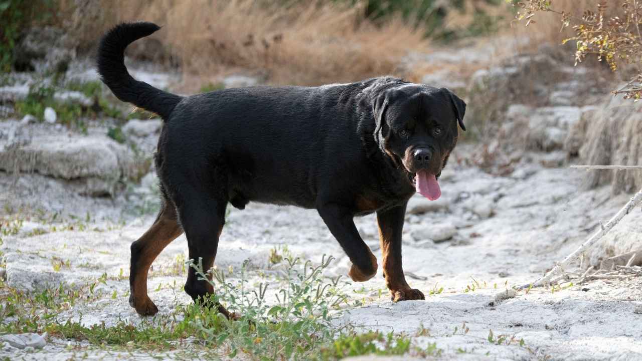 Rottweiler