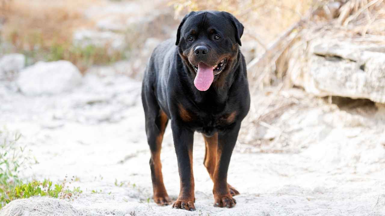 Rottweiler