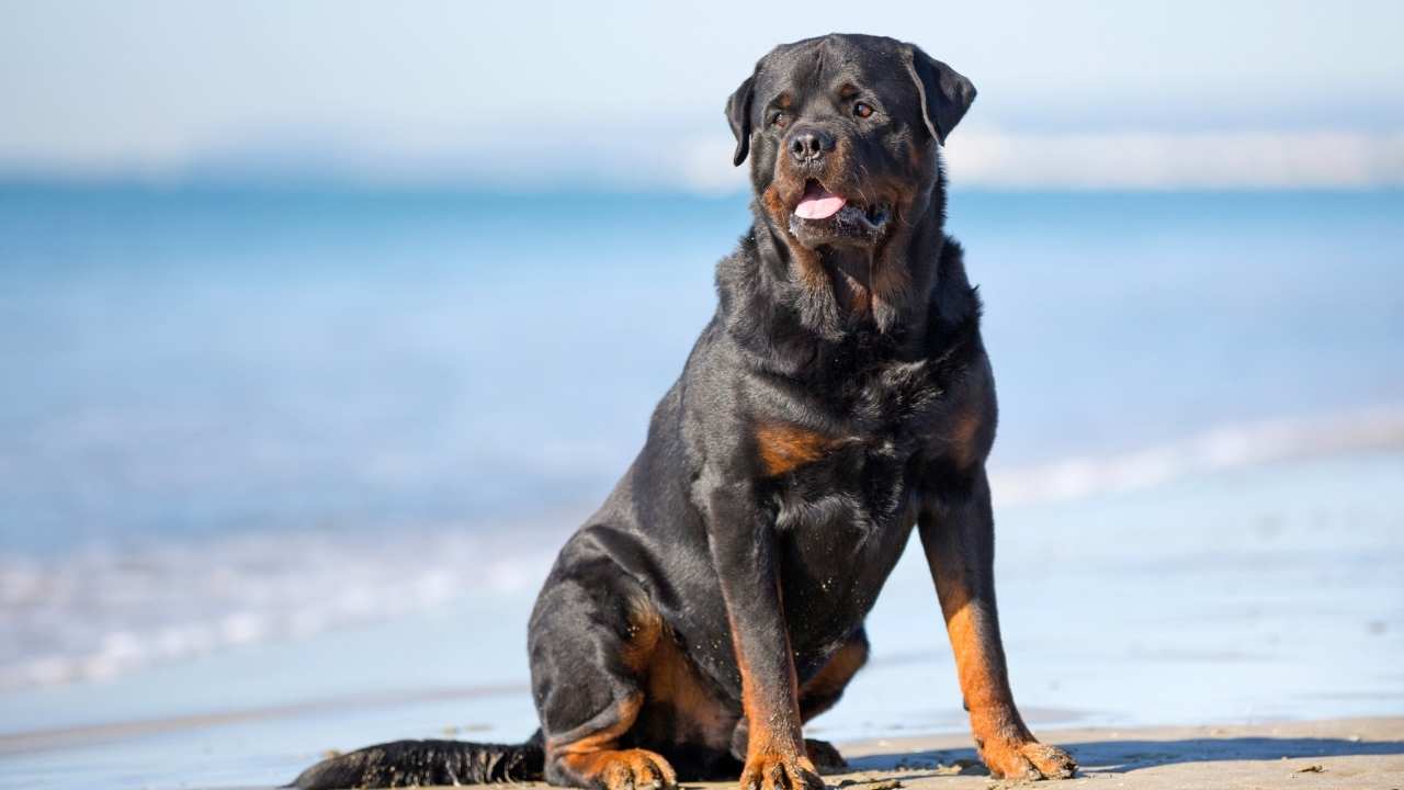 Rottweiler