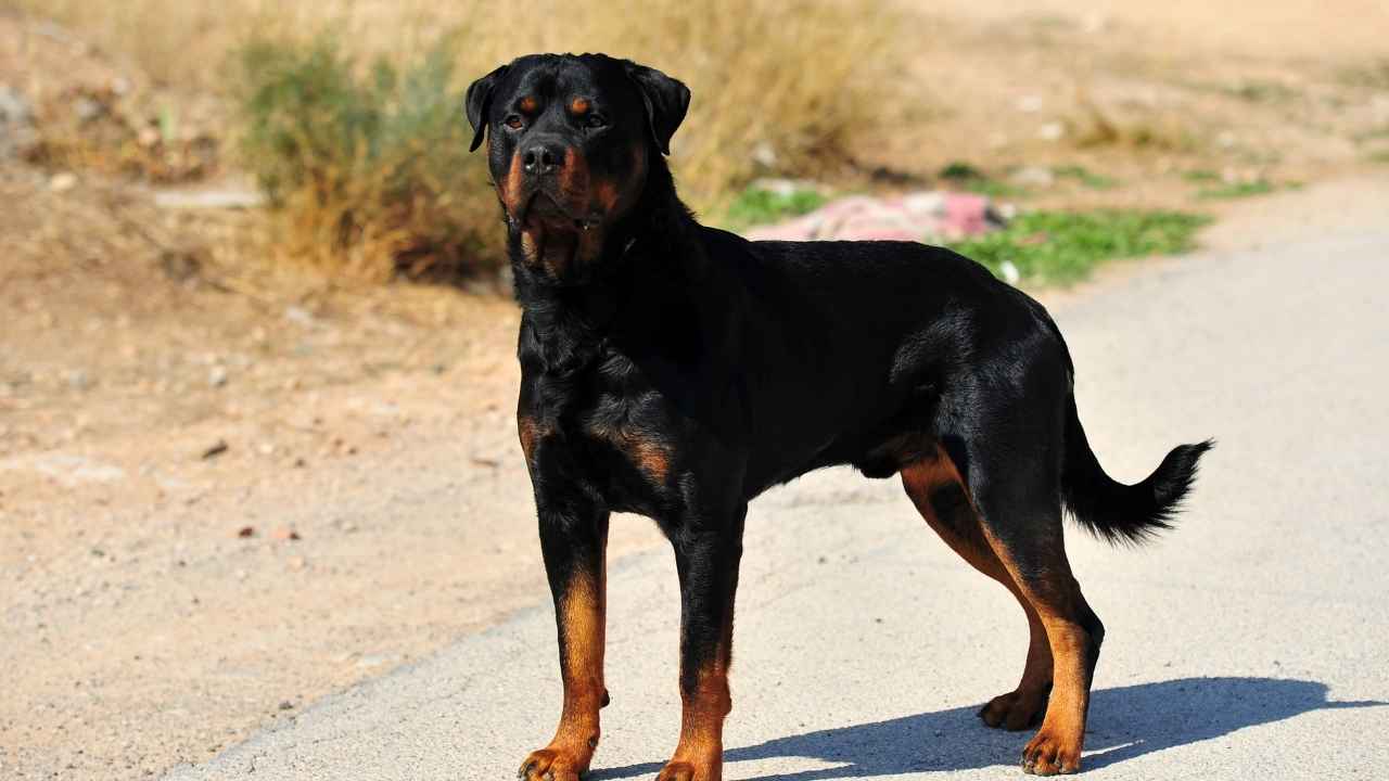 Rottweiler