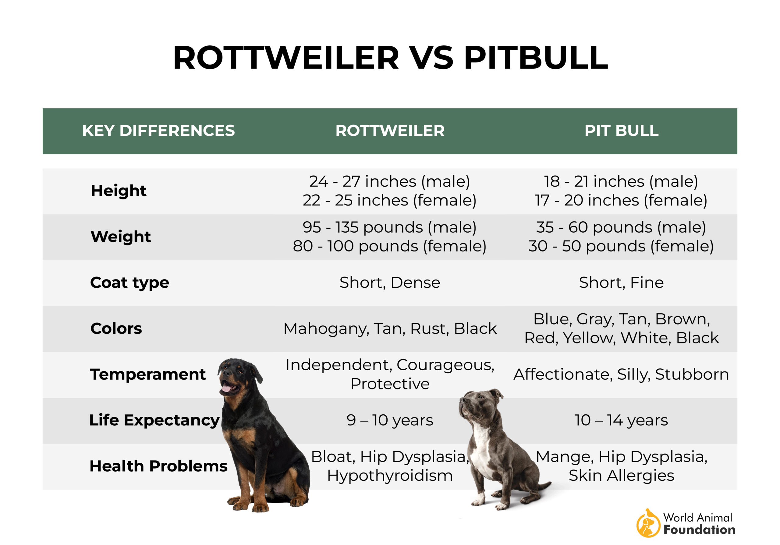 Rottweiler vs Pitbull-01