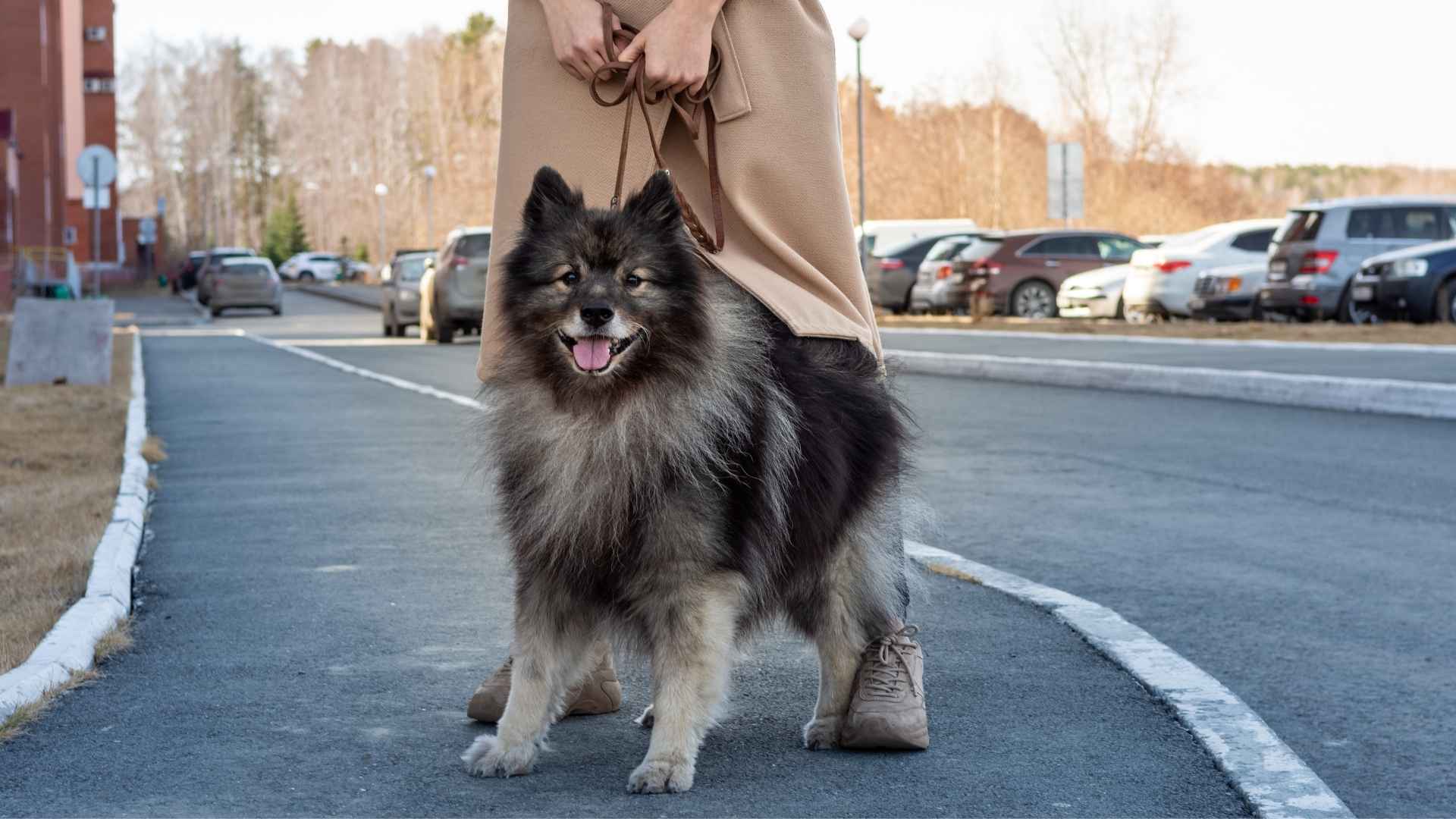 Sable Dog Breeds with Unique Striking Coat Pattern