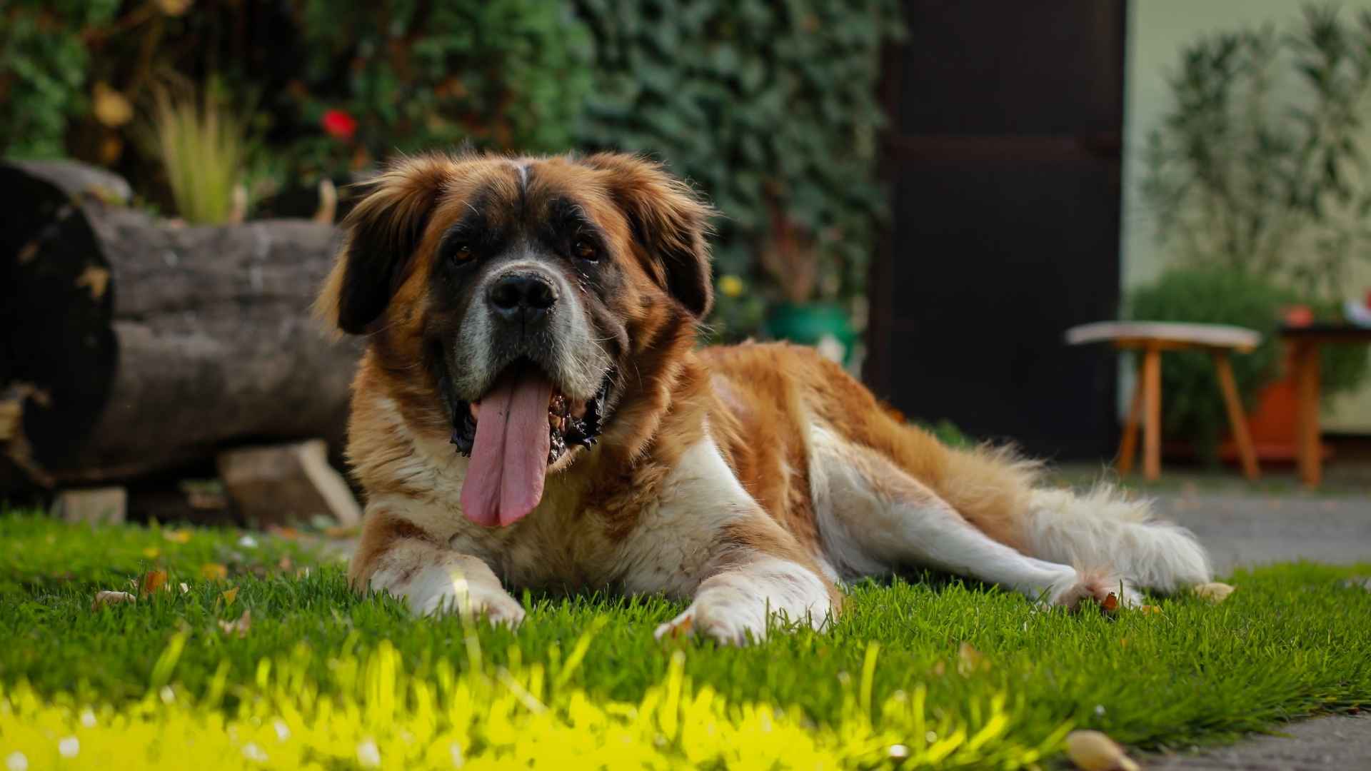 Saint Bernard