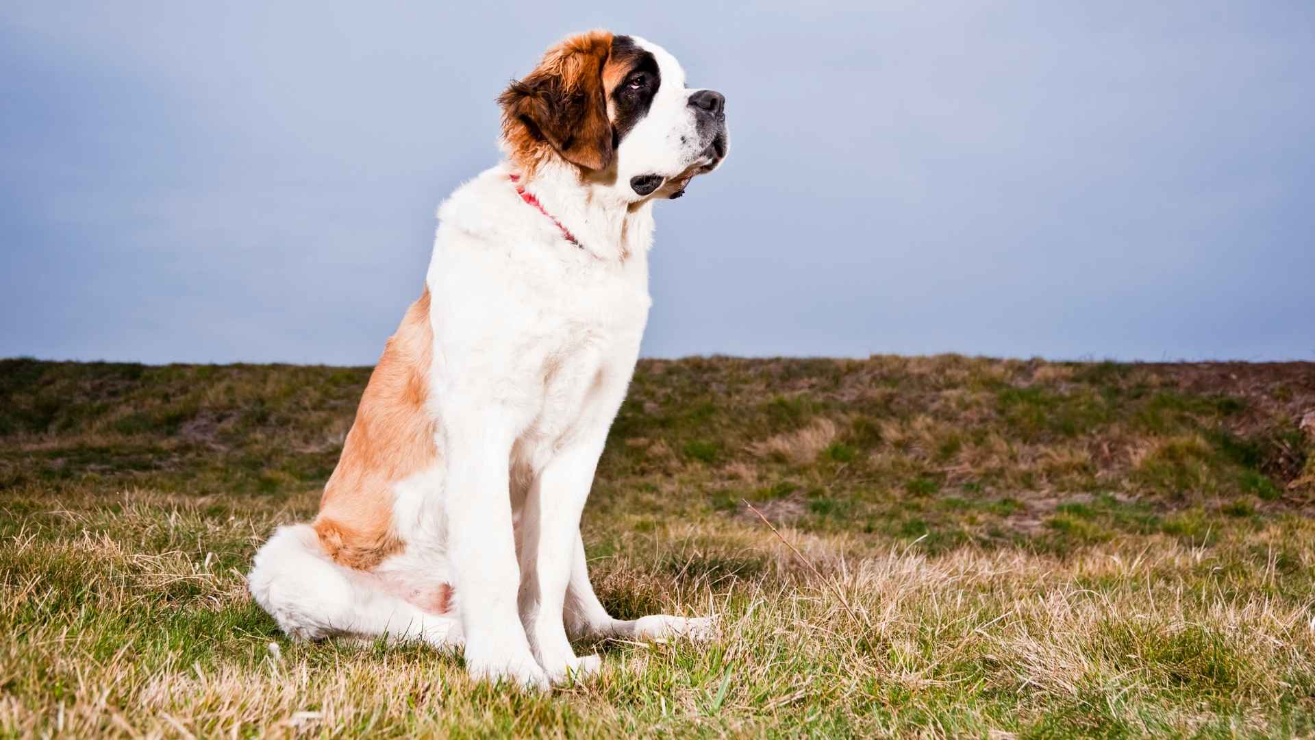 Saint Bernard