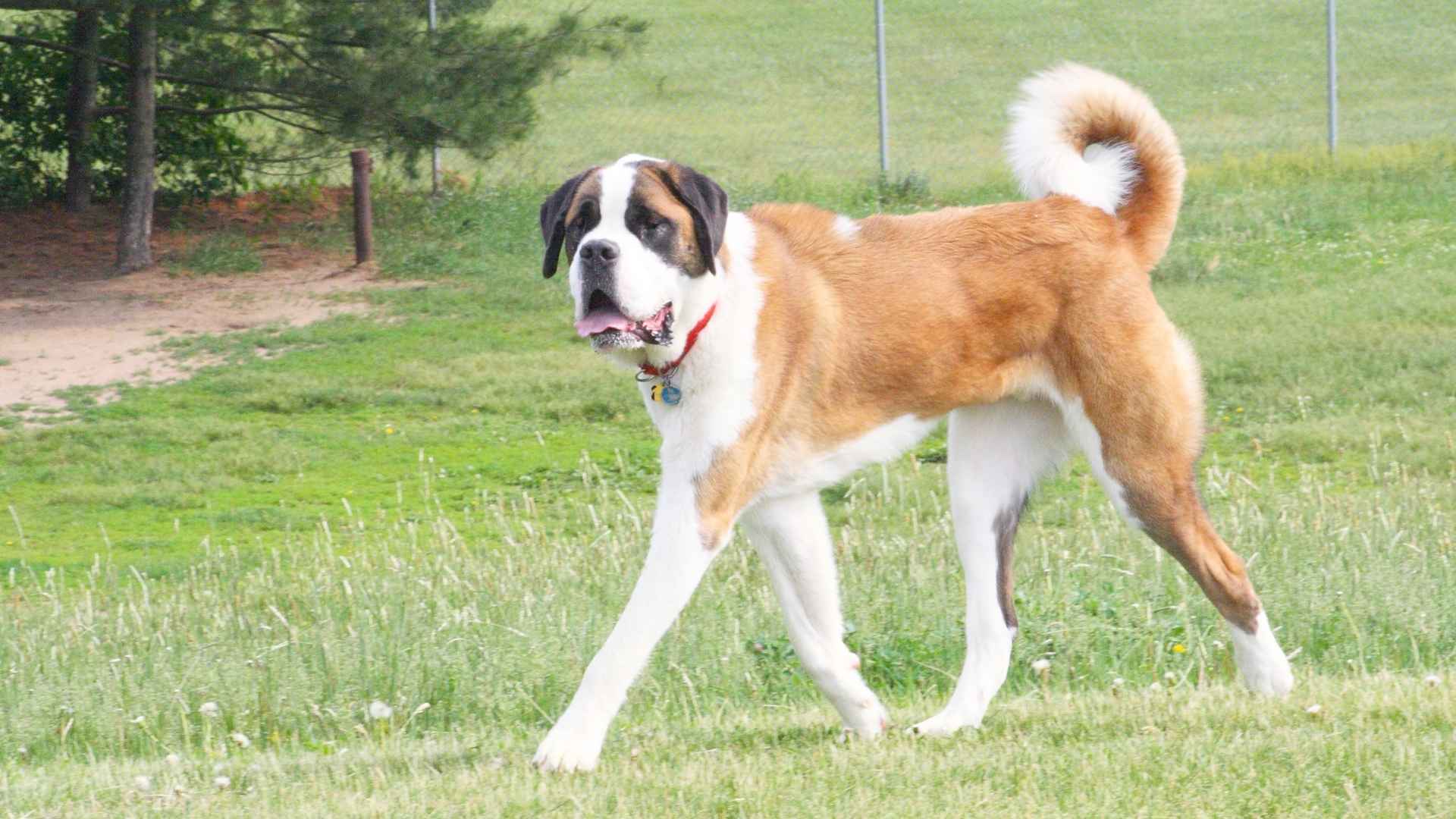 Saint Bernard