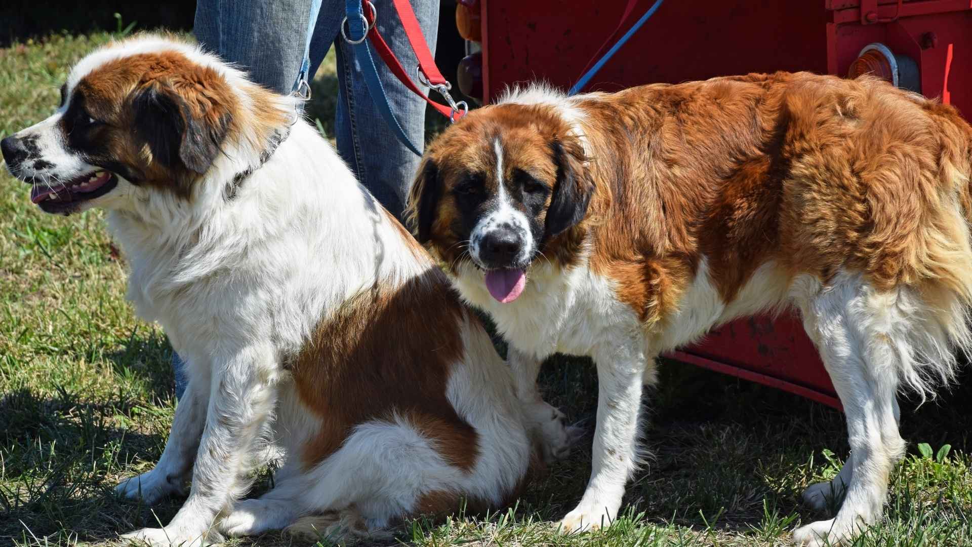 Saint Bernard