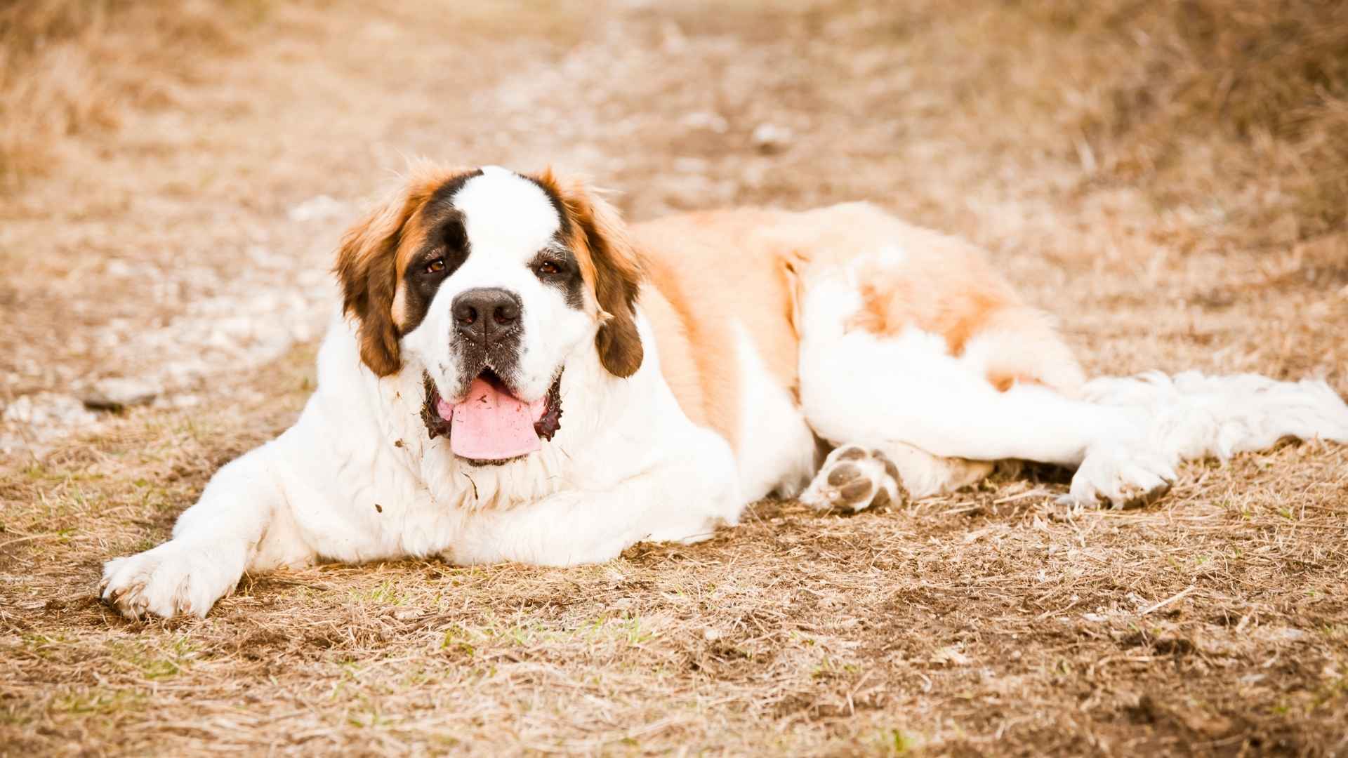 Saint Bernard