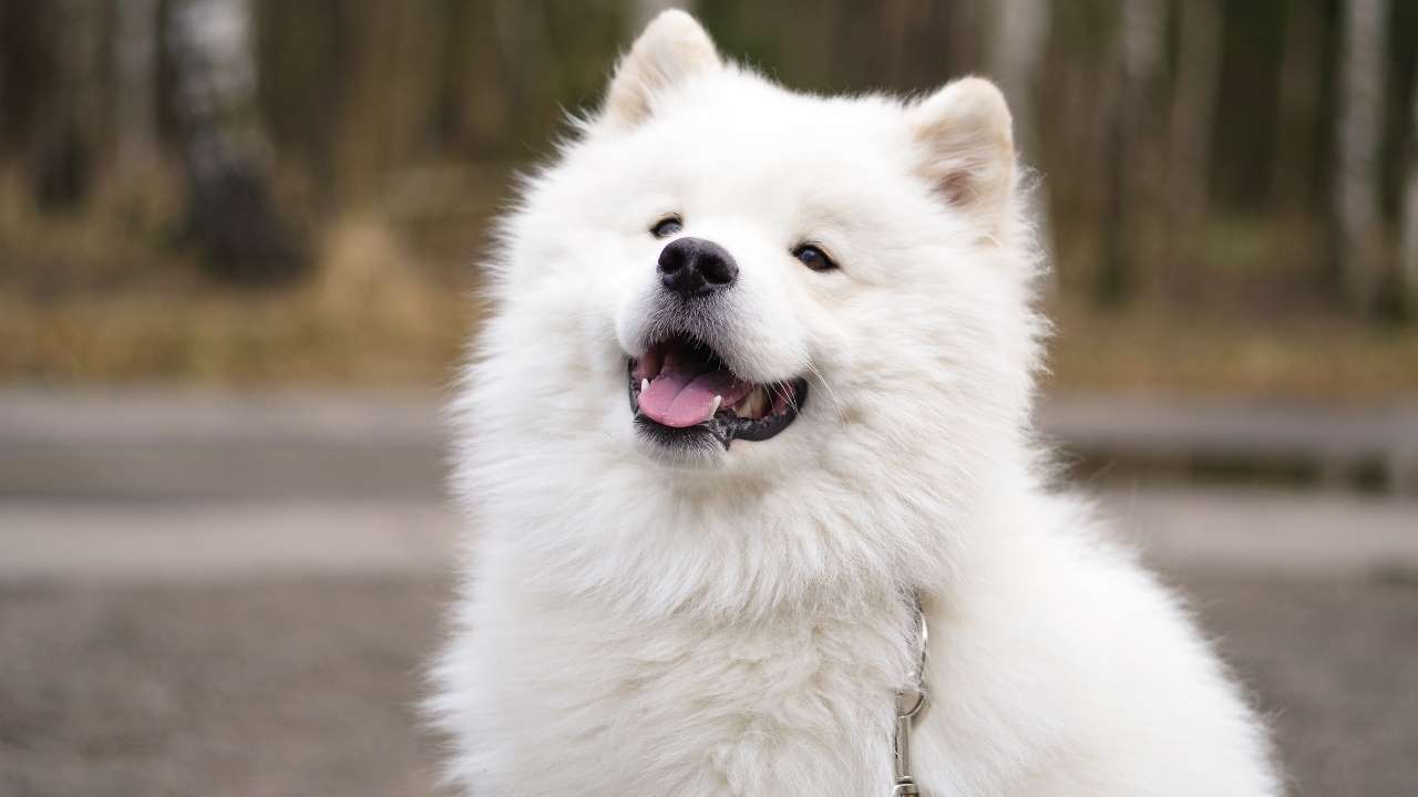 Samoyed