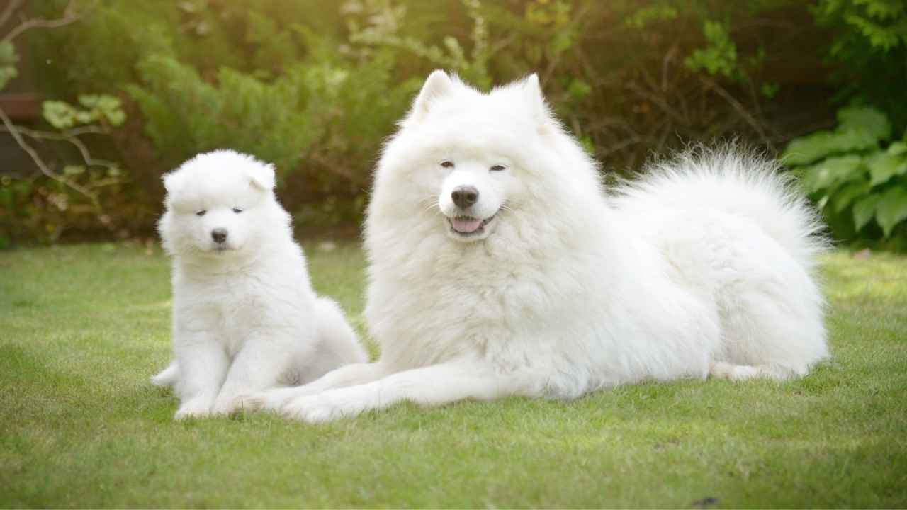 Samoyed