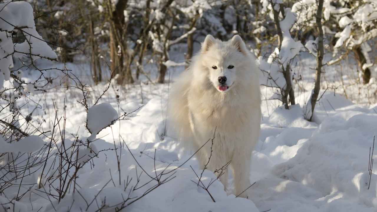 Samoyed